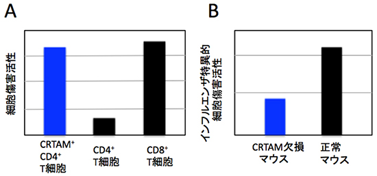 CRTAMを発現するCD4陽性T細胞の細胞傷害活性の図