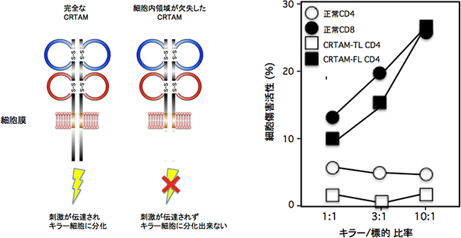 CRTAMのシグナルがキラー細胞を誘導の図