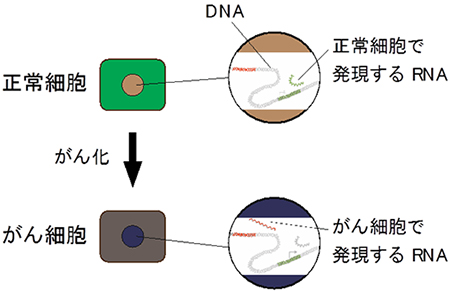 本研究の概要の図