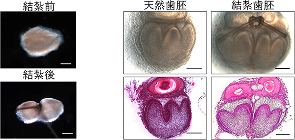 胎齢14.5日のマウス臼歯歯胚の結紮による分割操作と器官培養6日目の写真の図