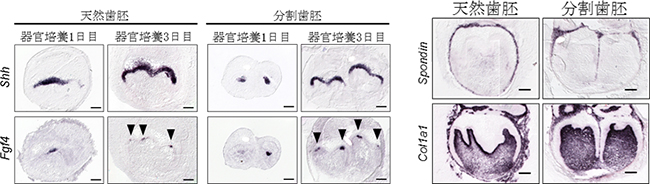天然歯胚および分割歯胚の遺伝子発現解析の図