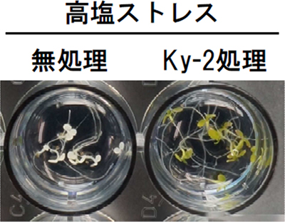 HDAC阻害剤「ky-2」により耐塩性を示したシロイヌナズナの写真