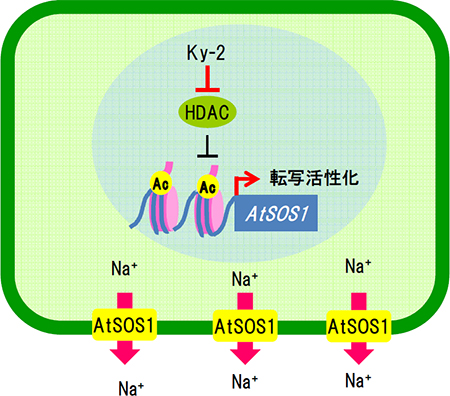 HDAC阻害剤が植物の塩排出能を強化するメカニズムの図
