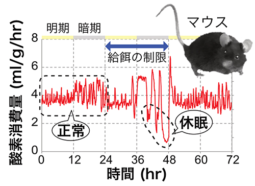 典型的なマウスの休眠現象の図