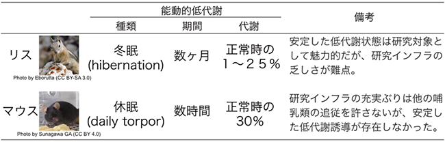 能動的低代謝状態となる生物の図