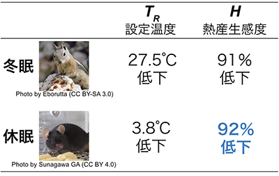 低代謝における熱産生機構の違いの図