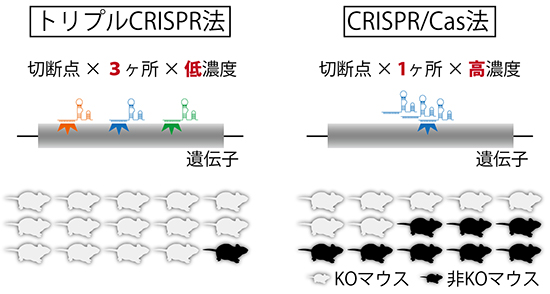 トリプルCRISPR法とCRISPR/Cas法（従来法）の比較図