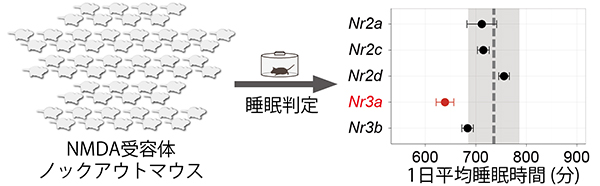 Nr3a遺伝子のノックアウトマウスにおける睡眠時間の減少の図