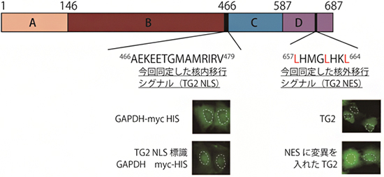 トランスグルタミナーゼ（TG2）中の核内移行シグナルと核外移行シグナルの図