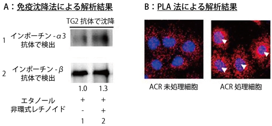肝がん細胞中でのトランスグルタミナーゼ（TG2）とインポーチンα/β複合体の形成の図