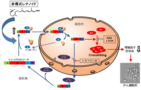 非環式レチノイドが選択的に肝がん細胞の細胞死を引き起こす分子メカニズムの図