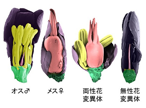 ヒロハノマンテマの変異体の顕微鏡写真の画像