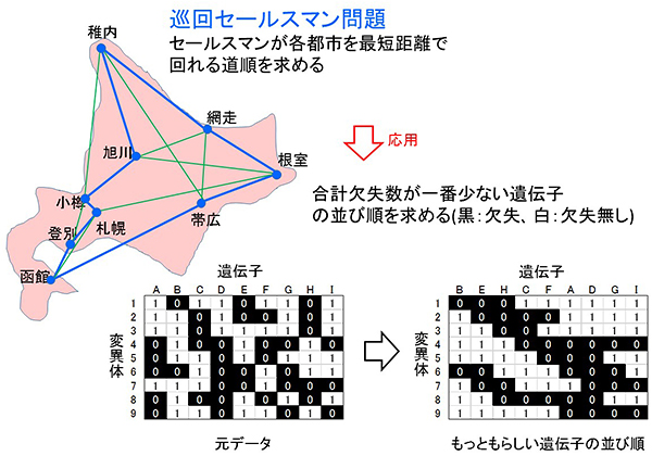 巡回セールスマン問題を応用した新プログラム「DelMapper」で作成した遺伝子地図のイメージ図の画像