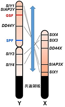 Y染色体地図とX染色体地図の比較で示唆されたY染色体の逆位の図