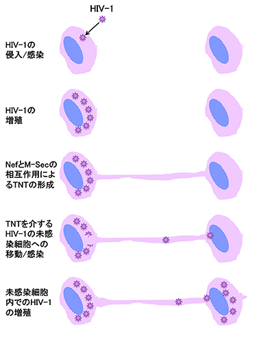 TNTを介するHIV-1の感染細胞から未感染細胞への感染拡大の模式図の画像