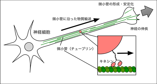 神経細胞での微小管（チューブリン）の役割の図