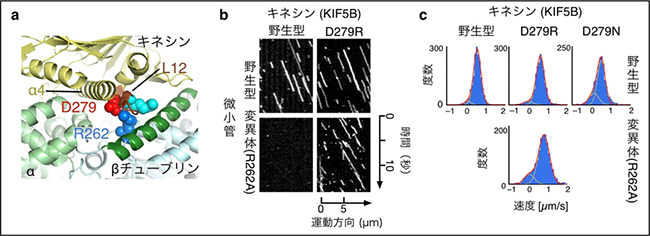 キネシンの変異による、変異チューブリン上での運動異常の回復の図