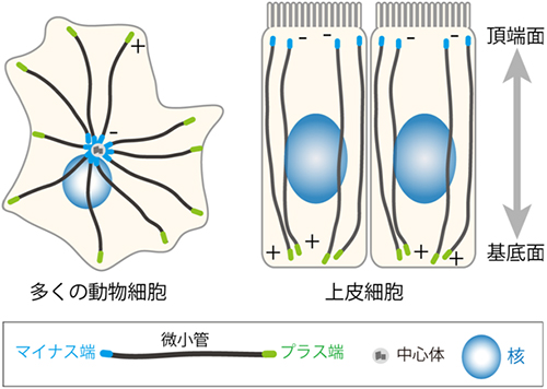 細胞における微小管配向の図