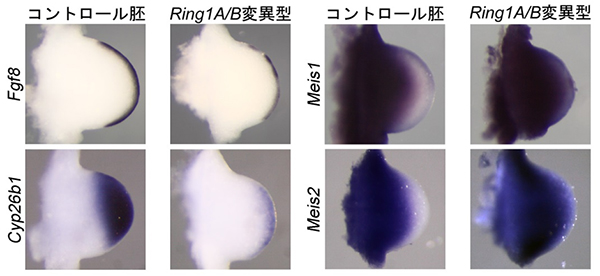 マウス肢芽（10.5日胚）における遺伝子の発現比較図