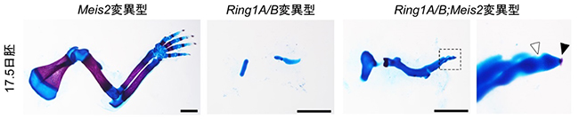 部分的に形態異常が回復しているマウス17.5日胚のRing1A/BおよびMeis2変異欠損型の図