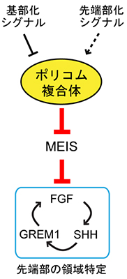 ポリコム複合体が寄与する基部先端部軸の決定メカニズムの図