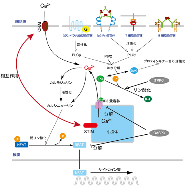 川崎病の発症に関わる Orai1遺伝子の多型 を発見 理化学研究所