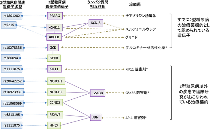 本研究で同定した2型糖尿病の治療標的の図