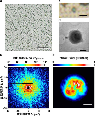 低温XFEL-CXDI法と低温光学・電子顕微鏡による葉緑体イメージングの図