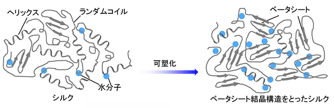 水分子の可塑化効果に由来するシルクフィルムの結晶化誘起の図