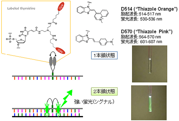 Eprobeの発光の仕組みの図