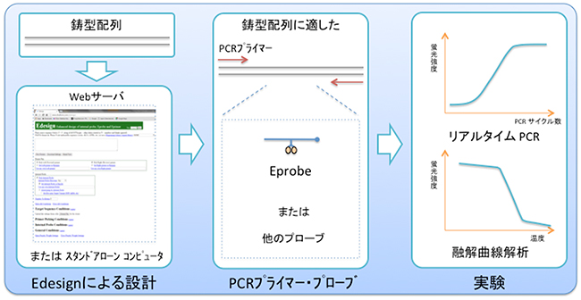 Edesignによる設計からリアルタイムPCR実験までの図