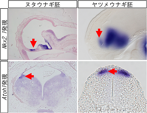 タウナギとヤツメウナギの遺伝子発現パターンの図