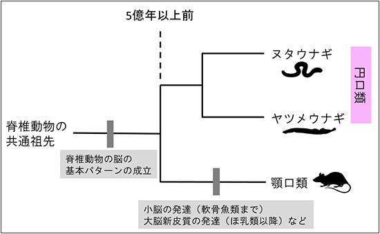 脊椎動物における脳の進化のシナリオの図