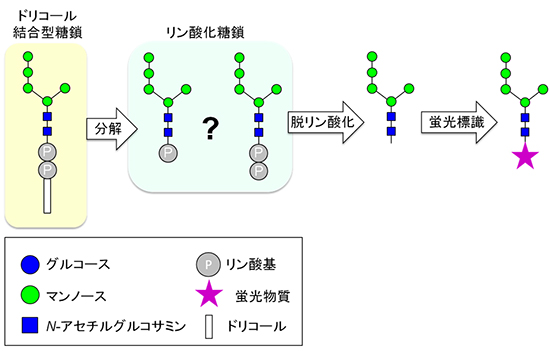 従来のリン酸化糖鎖の検出法の図