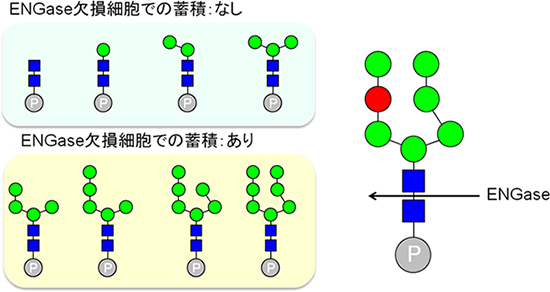 ENGase欠損細胞で蓄積するリン酸化糖鎖の構造と脱糖鎖酵素ENGaseの基質特異性の図