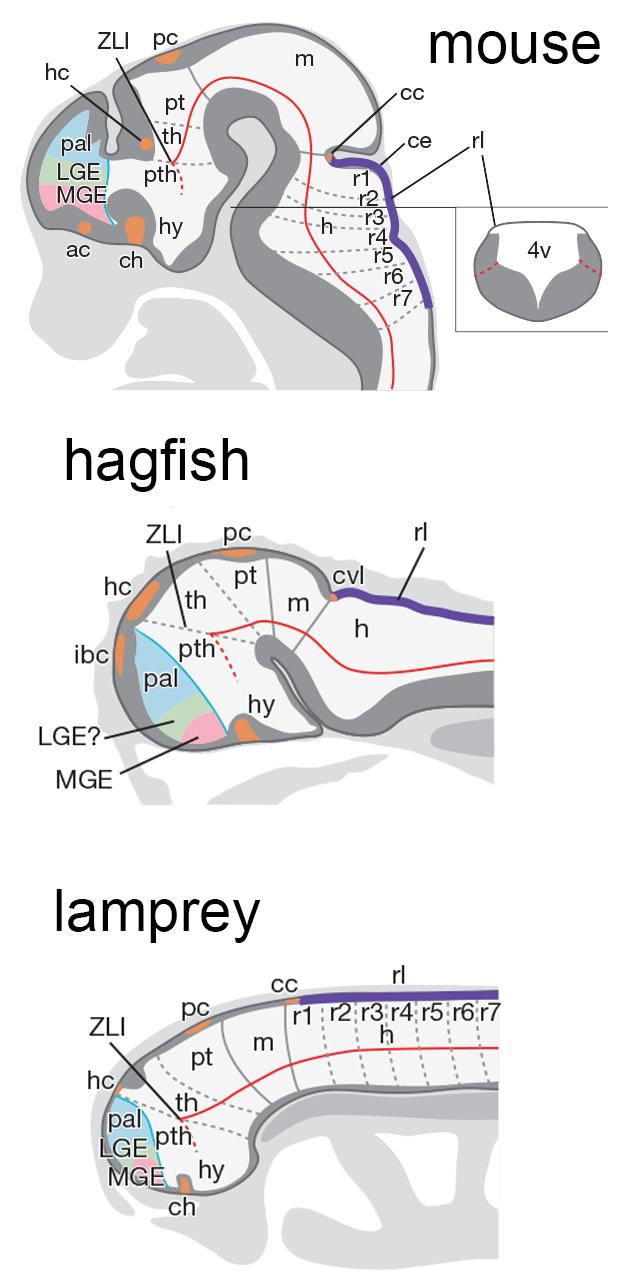 diagram of embryonic brains in mouse, hagfish, and lamprey