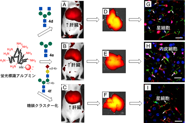 マウスにおける糖鎖クラスター構造による非実質肝細胞への選択的な集積と組織解析の図