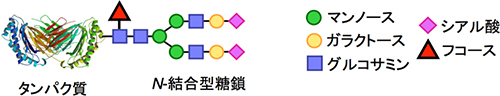アスパラギン結合型糖タンパク質糖鎖（N-結合型糖鎖）の図