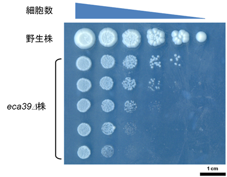 アミノ酸要求性株eca39Δ株が示す適応生育の図