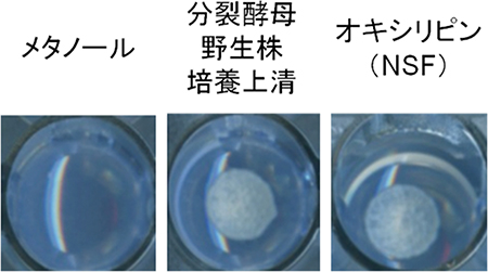 eca39Δ株の適応生育を評価するスポットアッセイ法の図