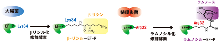 EF-Pの翻訳後修飾（βリシル化とラムノシル化）の図