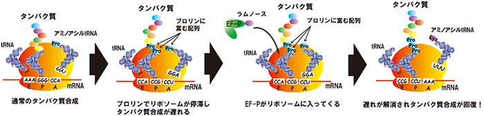 髄膜炎菌由来のEF-Pタンパク質の機能の図