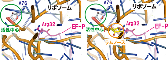 リボソーム活性中心とラムノシル化したEF-Pのモデルの図