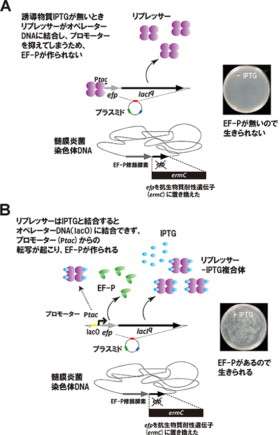 EF-Pが髄膜炎菌の生存に不可欠であることを証明した図