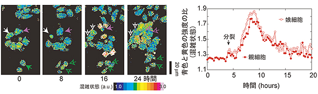 GimRETを用いた細胞分裂中の分子混雑変化を経時計測した例の図