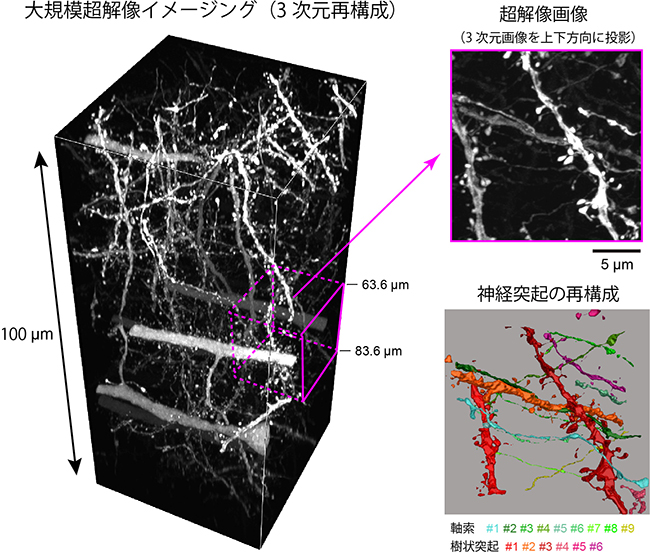 マウス脳の神経回路の大規模超解像イメージングの図