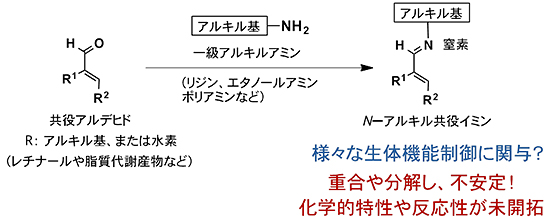 N -アルキル共役イミンの生成過程の図
