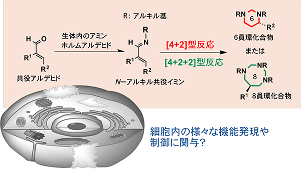 生体内で6員環化合物や8員環化合物が生成する可能性の図