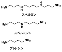 ポリアミンの図