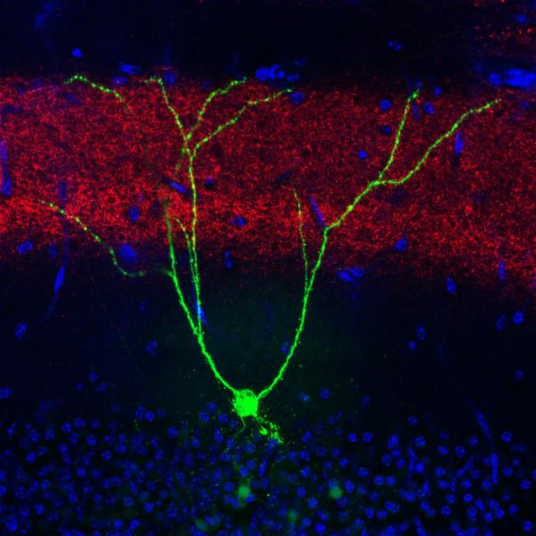 fluorescence imaging - input to engram cell